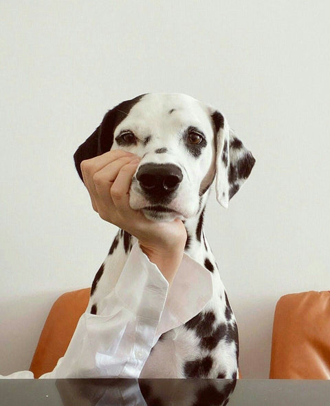 How pet-safe are cleaning products (Yes, even with Essential Oils)