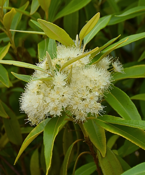 Lemon Myrtle