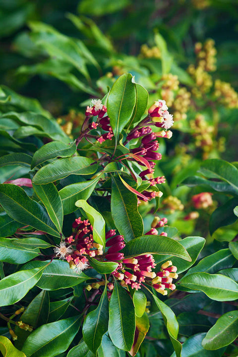 Clove Bud